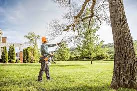 How Our Tree Care Process Works  in  St Marys, WV