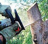 Best Leaf Removal  in St Marys, WV