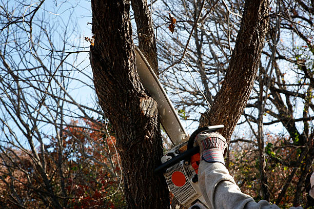 Best Stump Grinding and Removal  in St Marys, WV