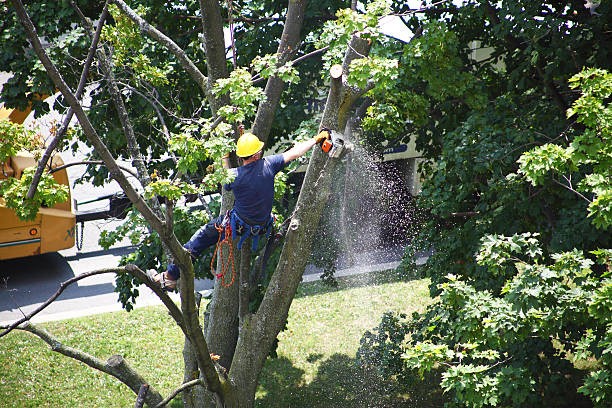 Best Seasonal Cleanup (Spring/Fall)  in St Marys, WV