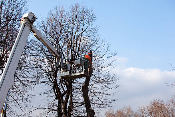 Reliable St Marys, WV Tree Care Solutions